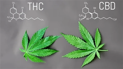 تفاوت بین THC با CBD چیست؟
