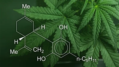 CBD، ماری جوانا و کنف: تفاوت بین این محصولات شاهدانه چیست و کدام یک قانونی هس...