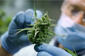 نحوه استفاده از ژل ماهیچه ای خنک کننده CBD
