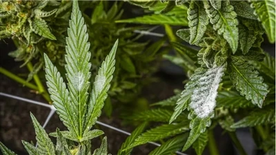 چگونه محصولات CBD با کیفیت را پیدا کنیم