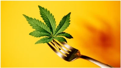 سوالات متداول CBD