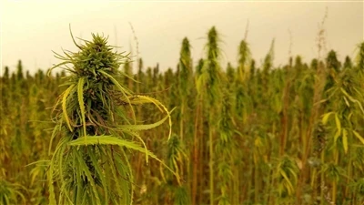 اخبار فوری درباره CBD: شرکت های کانادایی شاهدانه از بازار CBD کنف ایالات متحد...