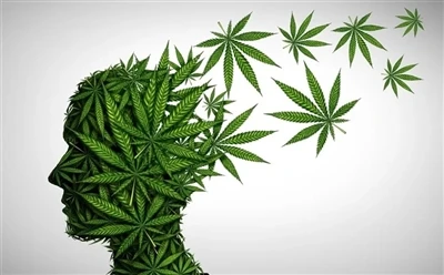 چگونه از روغن CBD برای مزایای بهینه استفاده کنیم: راهنمای کامل؟